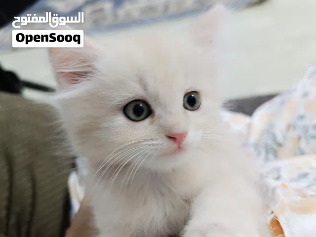 قطط شيرازي للبيع عمر شهرين
