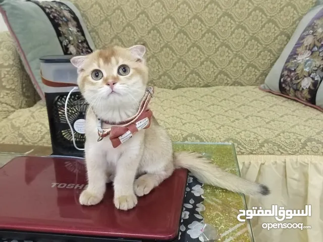 كيتن سكوتش فولد, للبيعny11