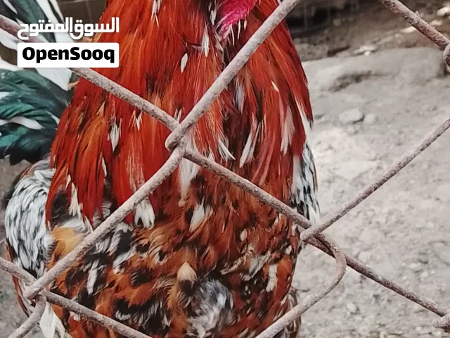 دجاج للبيع