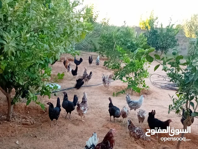دجاج لللبيع عربي زهري وعادي