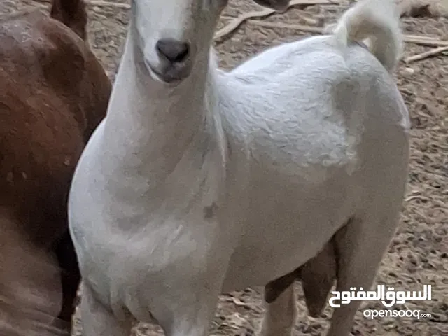 ماعز صلالي طيب للبيع pure salali goats