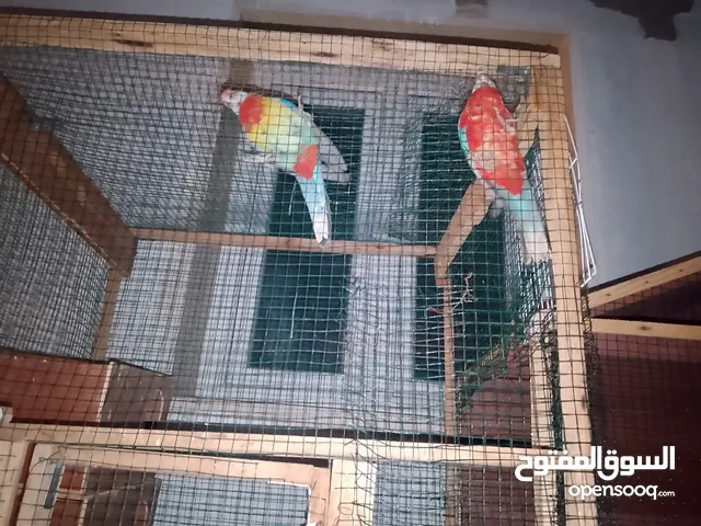 طيوار للبيع روزيلا