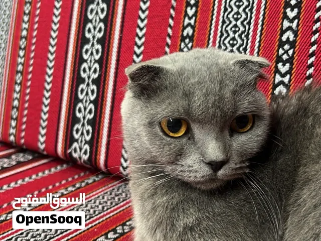 انثى سكوتش فولد مع الاطفال او من دون قابل للتفاوض