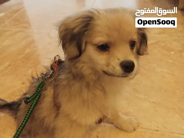 كلب صغير للبيع