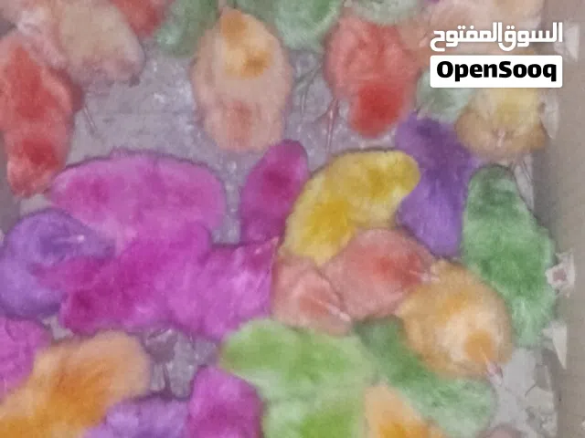 صوص ملونه عمر يومين