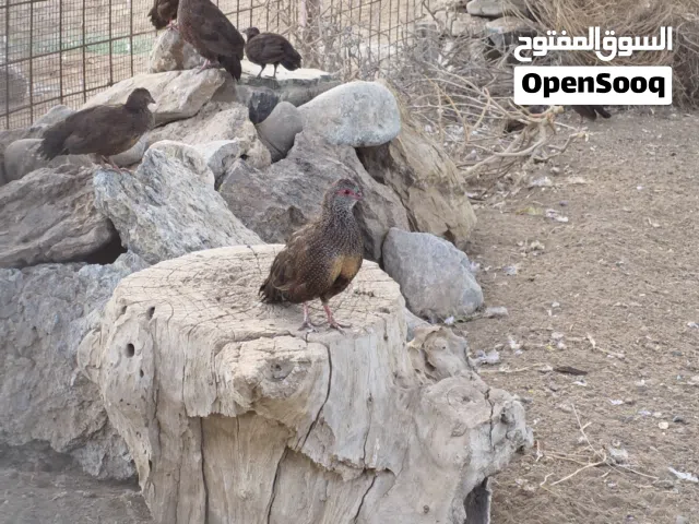 للبيع حجل صخري