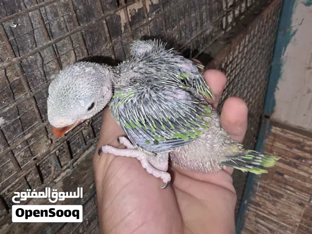 تواصل معي ع واتساب وكتب كلمة  اشتراك اسمك ومن وين وجزاك الله خير فيها انواع مختلفه من طيور