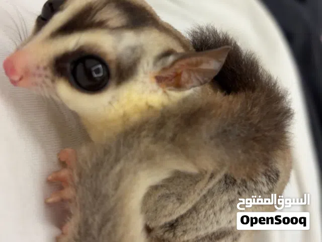شوقرقلايدر sugar glider
