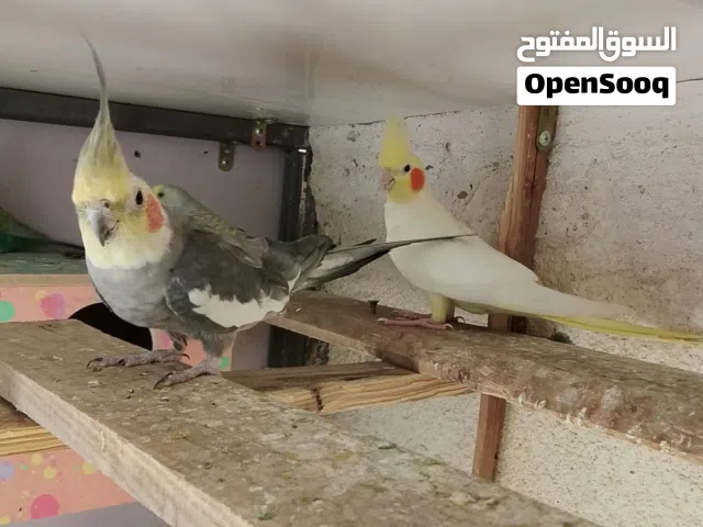 زوج كوكتيل  نثية شكرية و فحل حبشي