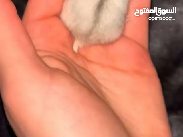 هامستر روسي