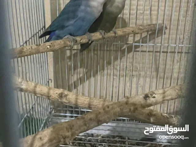 زوج روز للبيع