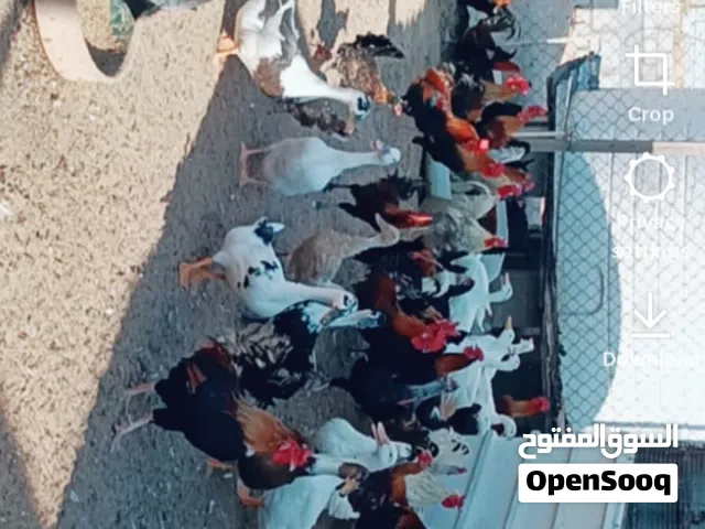 حمام بط دجاج ديك