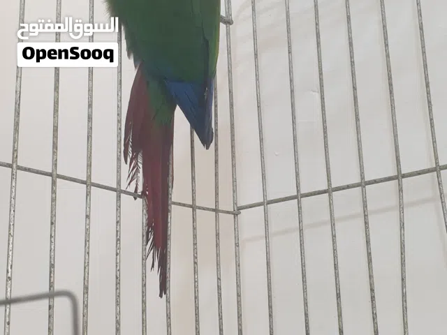 ببغاء كونيور للبيع