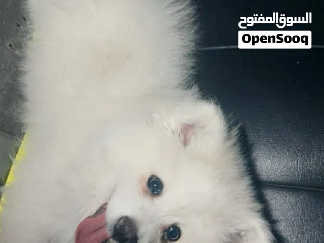 كلب بوميرينيان للبيع