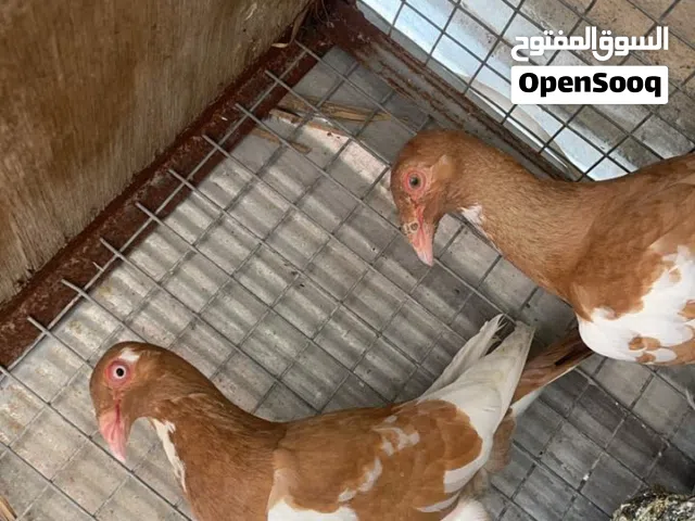 حمام للبيع