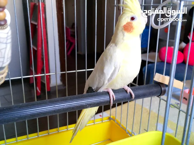 كوكتيل لاتينو عين حمرا