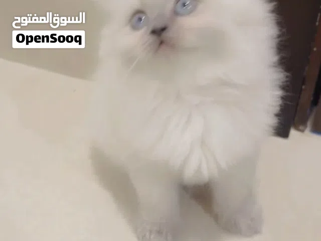 A doll Ragdol kitten/ الراغدول الدمية