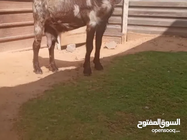 عنز قبرصية عشرة علا ميلاد سنها جامعه