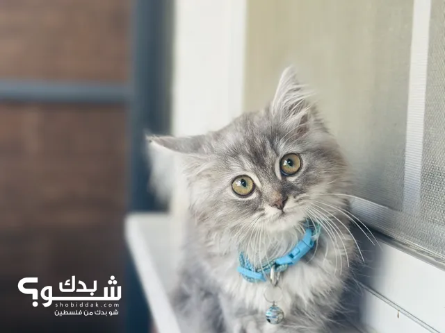 قطة شيرازي عمر شهرين