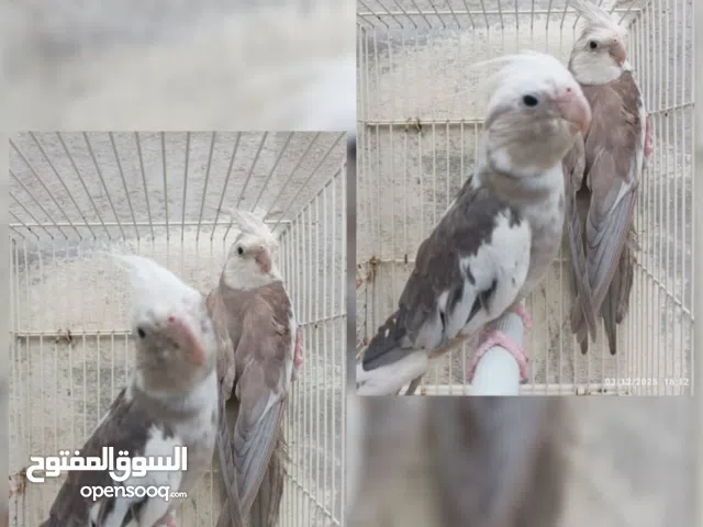 زوج طيور كوكتيل