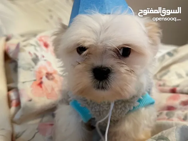 Adorable Maltese puppy
