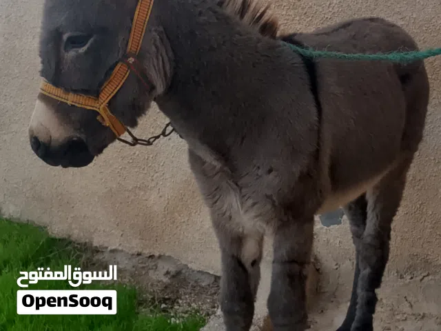 موجود كر نخب اول قطعه #عاليه العمر 6 اشهر