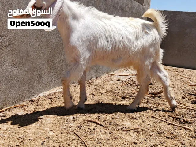 جديان عدد 2 شاميات نخب اول بصلاه على النبي
