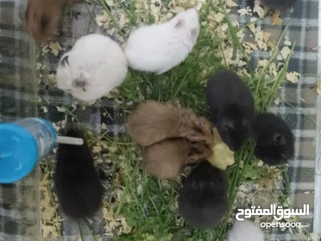 هامستر عده الوان للبيع الجوز 5 د الواحد 3د