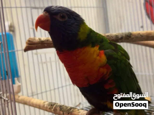 للبيع طير لوري