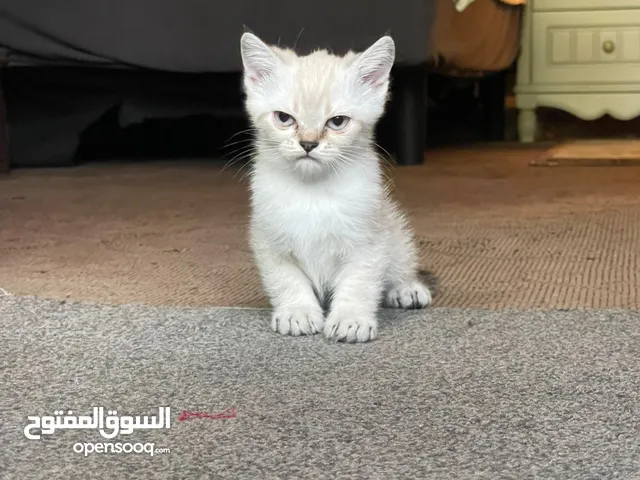 Siamese kitten playful
