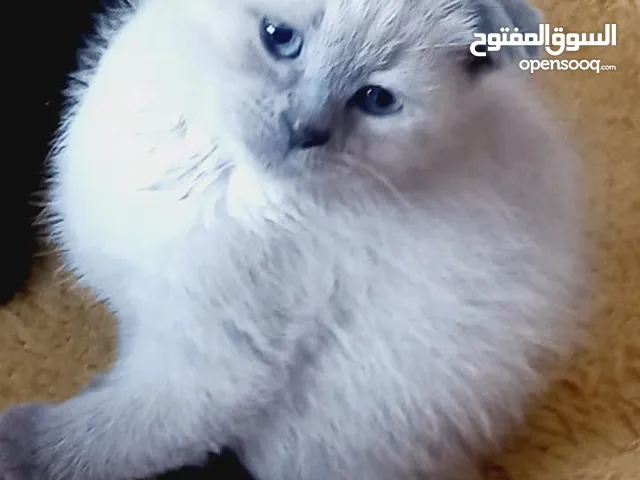chat scoutich fold