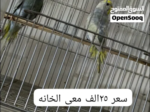 طيور حب شلع وحده معى خاناتهن سعر نهائي غير قابل للنقاش رجأن