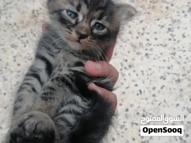 قط الله يبارك