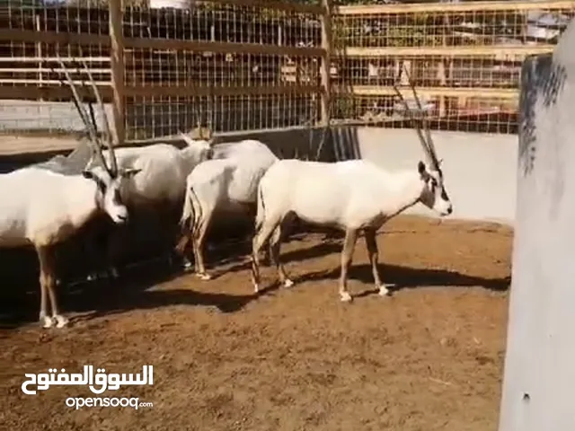 للبيع زوج المها العربي (بن سولع) مع التصاريح