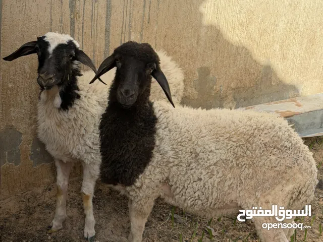 للبيع زوز افطايم