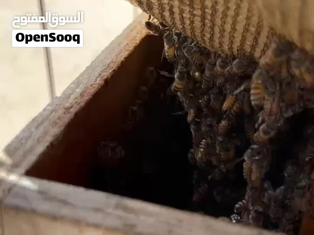 مطلوب خلايا نحل سلالة عمانية لا يقل عن 50 خلية من صندوق خمسة برواز وأكثر
