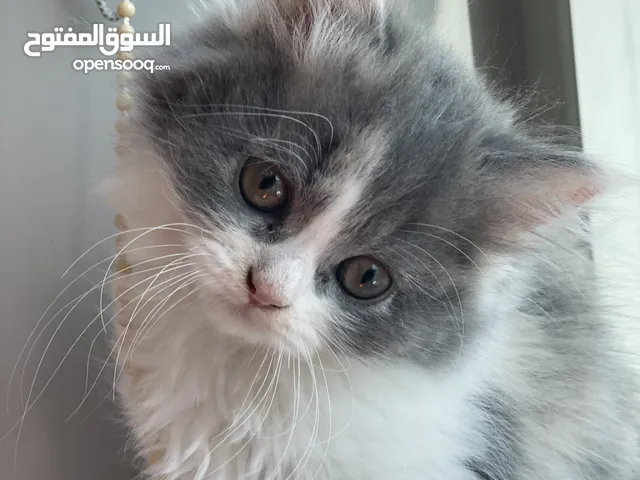 قطط شيرازيه عمر شهرين لعوبه بإمارة الشارقه Two-month-old playful Shirazi cats-in sharjah