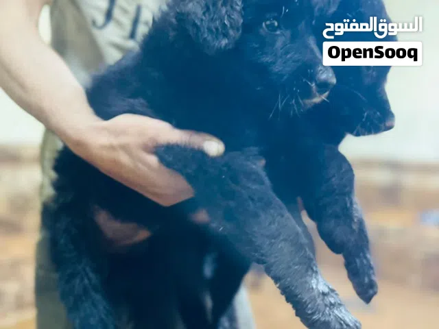 جيرمن رويال بلاك حجم ضخم جدا