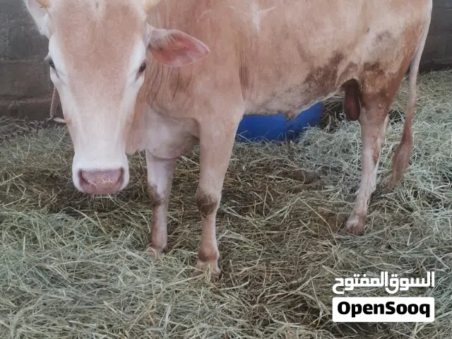 ثور عماني العمر سنتين ونص