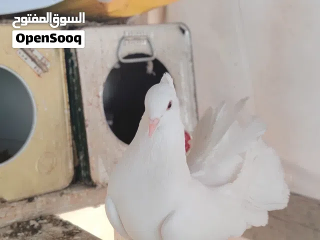 حمام هزاز ونمساوي الحبه ع5شرط الكوم كامل