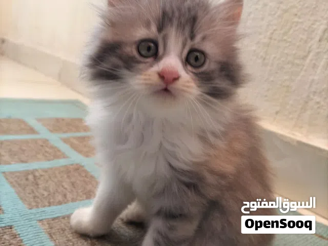 قطط شيرازى