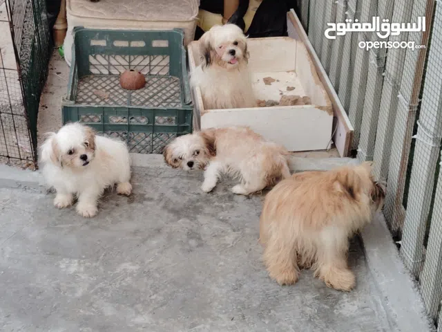 shitzu and havanas puppys