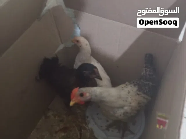 اقراء المزيد