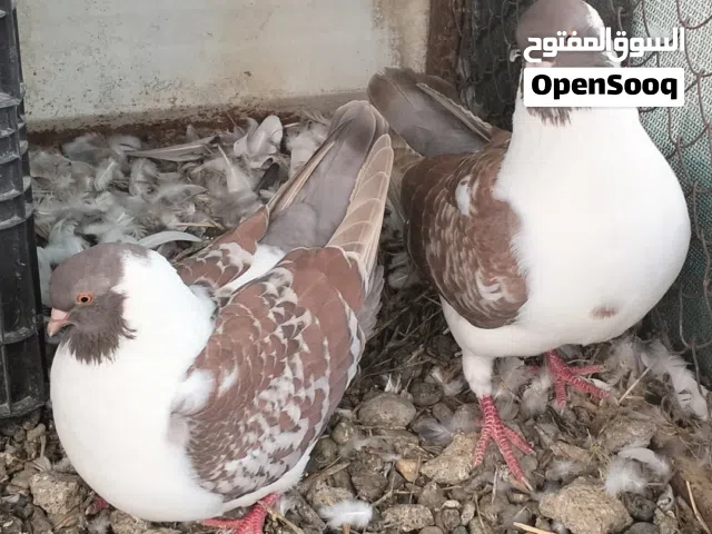 زوج مدينة للبيع