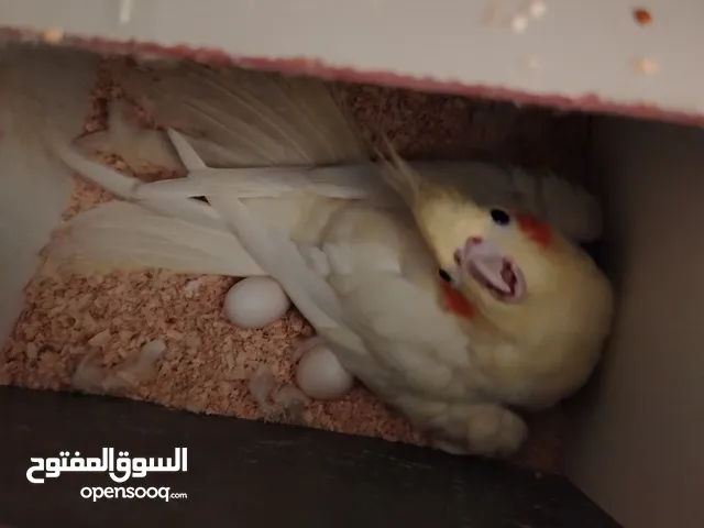 كوكتيل لاتينو للبيع تحته بيض
