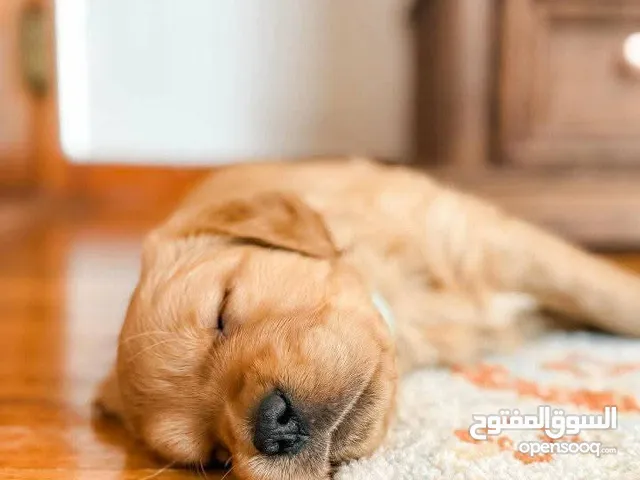 Golden retriever puppies