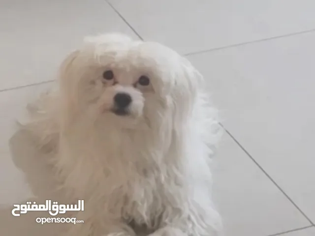 كلب مالتيز للتبني