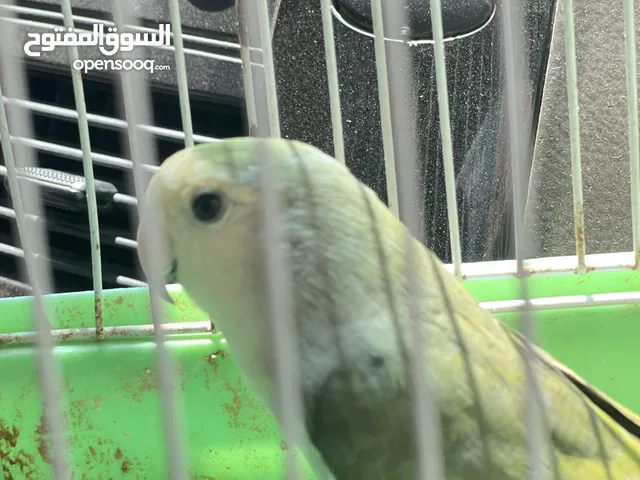 دكر بركديلو صخون