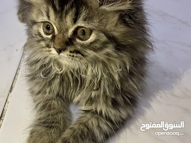Tabby Persian male kitten - 3 months