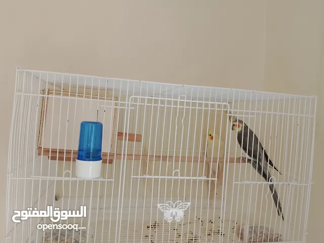 جوز كوكتيل جاهزين للتزاوج